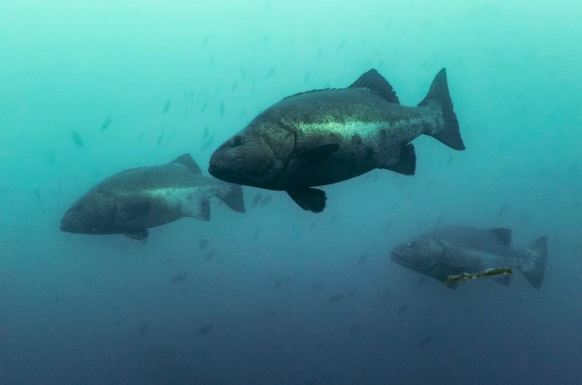 Giant sea bass are thriving in Mexican waters – scientific research that found them to be critically endangered stopped at the US-Mexico border