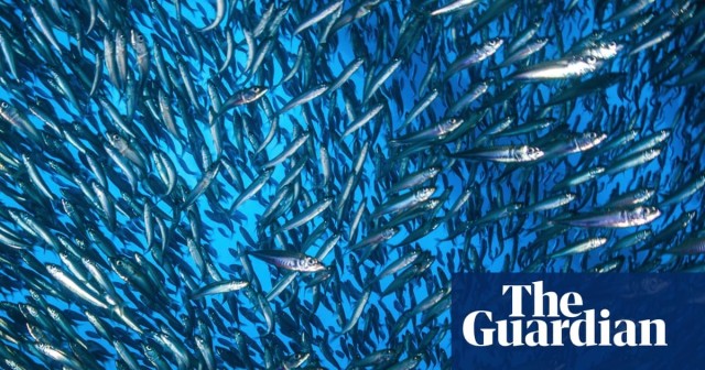 Fish growth slowed by high temperatures and plastic chemical BPA, research finds