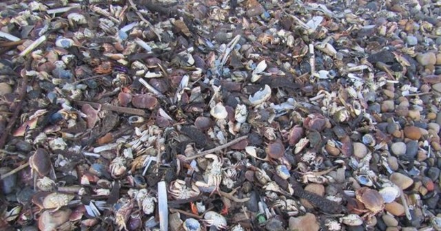 Cause of massacre with piles of sea creatures on Yorkshire beaches found