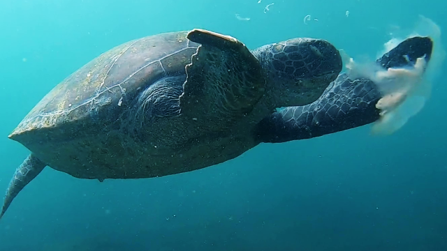 'Underwater photographer films sea turtle eating a jellyfish *CAPTIVATING*'