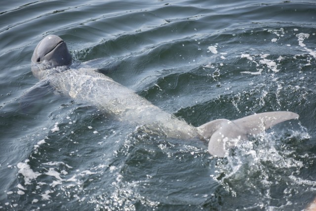 Dolphin population goes extinct after its last member gets entangled in fishing gear