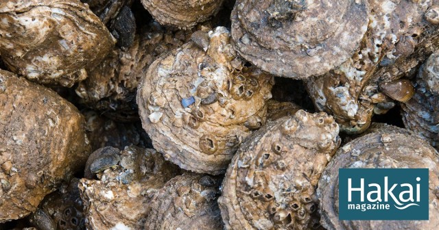 How to Plant Millions of Oysters in a Day