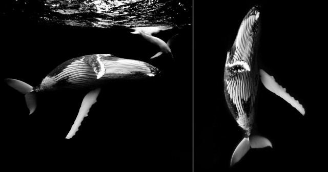 Underwater Photo Series Showcases the Beauty of Humpback Whales