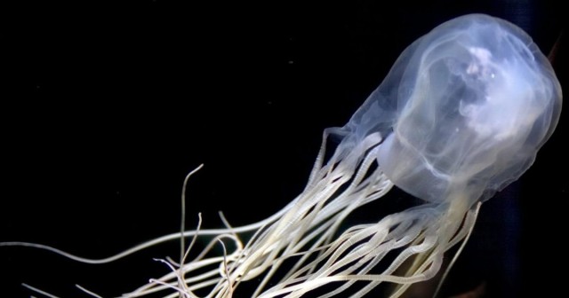 Boy dies after jellyfish sting as creature wrapped its huge tentacles around him