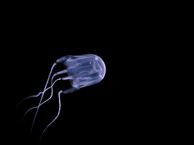 Boy killed after box jellyfish entangles him in several feet of tentacles