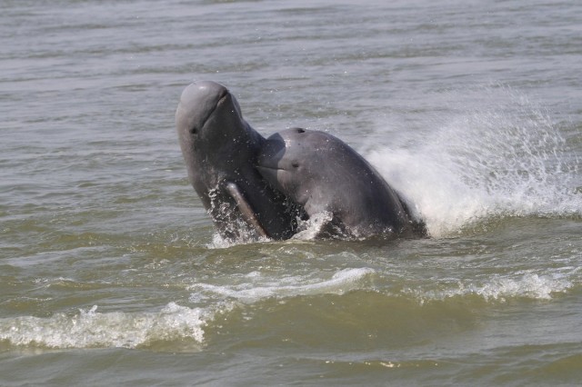 The Last Freshwater Irrawaddy Dolphin in Cambodia Died Tangled in a Fishing Net, Officials Say - EcoWatch