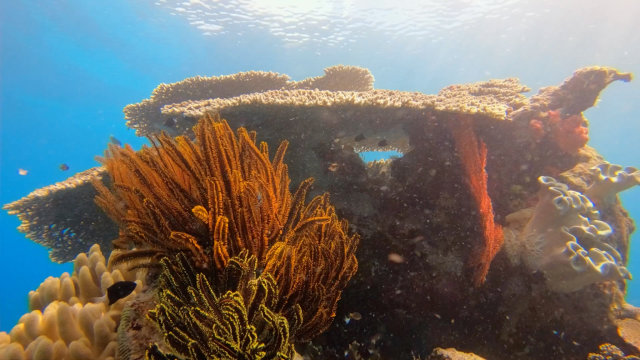 Coral Reefs of Vanuatu | Adaptation | PBS LearningMedia