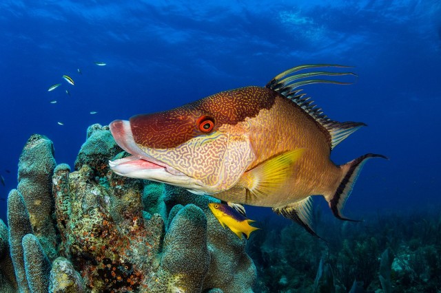 5 Fabulous Facts About Hogfish