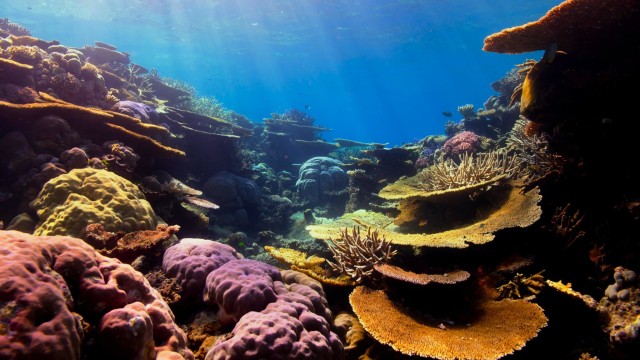 There's still time to save coral reefs, experts say