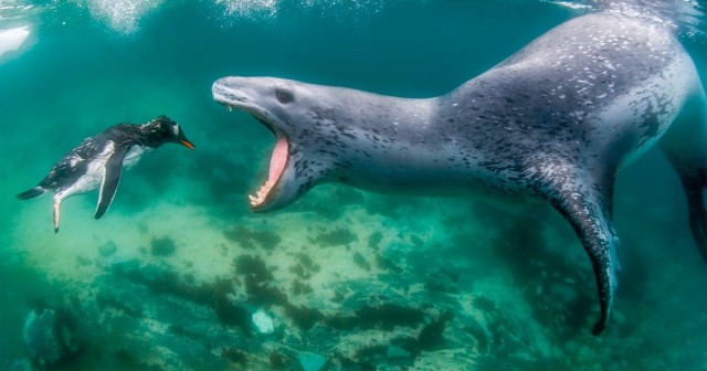 Spectacular Moments of Life and Death Are Unveiled in the 2021 World Nature Photography Awards