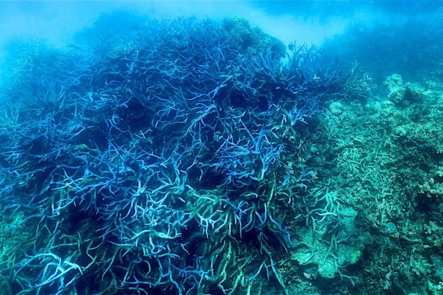 Great Barrier Reef Experiences ‘Widespread’ Bleaching