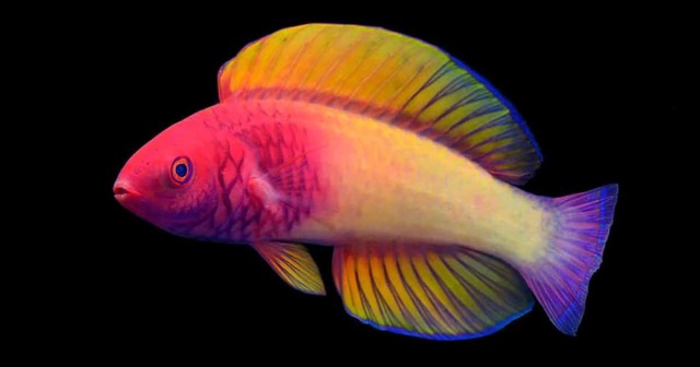 Scientists Discover New Rainbow-Colored Fish Species in the Maldives