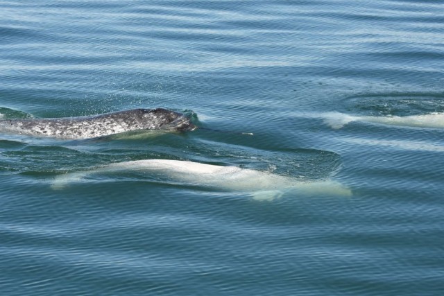A narwhal is still swimming with a pod of belugas in the St. Lawrence. Is this the year a narluga will be conceived?