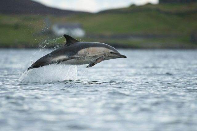 For the first time, wild dolphin observed 'talking' with harbour porpoises