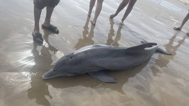People harass and ride on sick dolphin before it dies on Texas beach, officials say