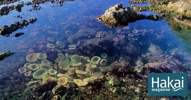Oregon’s Intertidal Ecosystem Is Approaching a Tipping Point