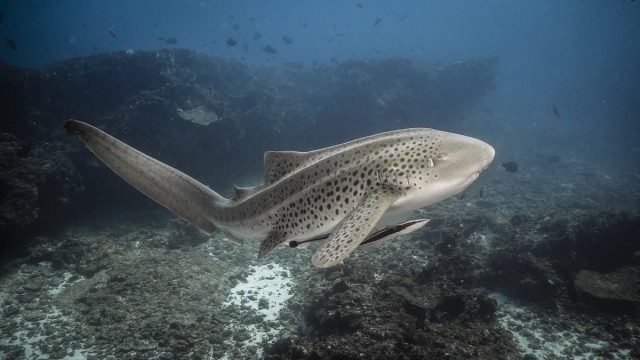 Meet Our Ocean’s Zebra Sharks