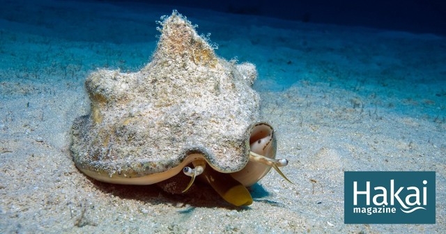 The Queen Conch’s Gambit