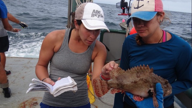 USF researchers tested 2,500 fish 10 years after Deepwater Horizon. There was oil in all of them