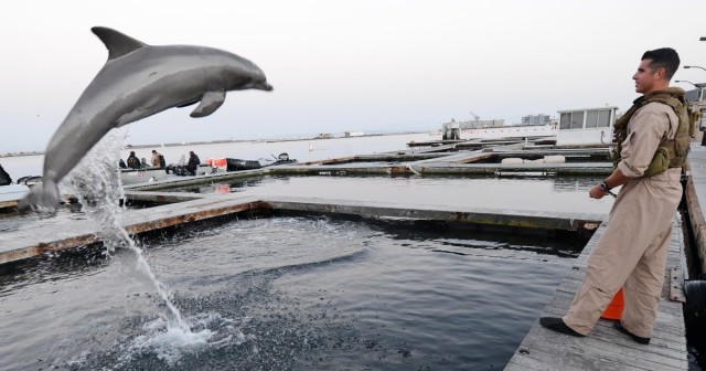 Why Russia is using dolphins to guard its navy ships. No, that’s not a code name.