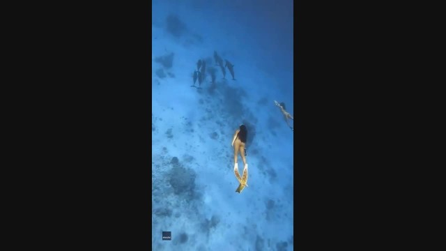 Divers Glide Alongside School of Dolphins in Maldives Waters
