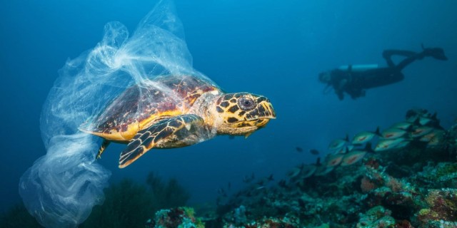Visualizing beloved aquatic animals when we reach for plastic might just help us use less of it and protect our oceans