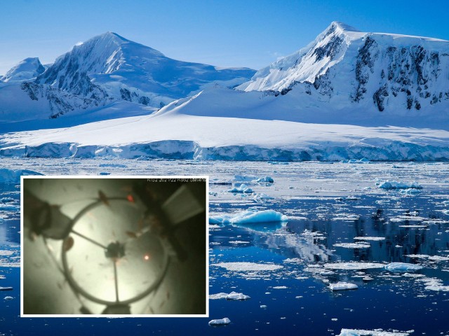 Swarms of crab-like creatures found in river 1,600ft beneath Antarctic ice