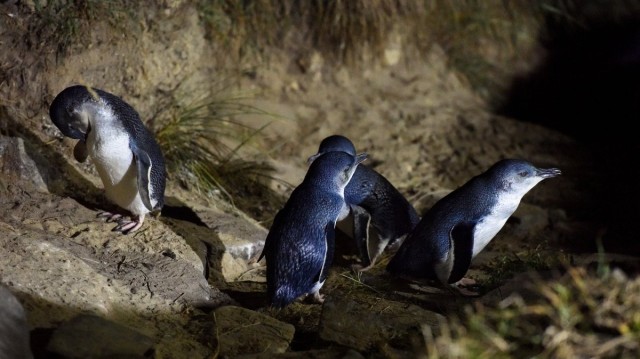 Hundreds of Little Blue Penguins Washing Up Dead on New Zealand Beaches