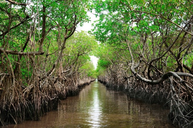 Mangroves and Coral Reefs Yield Positive Return on Investment for Flood Protection, Study Finds