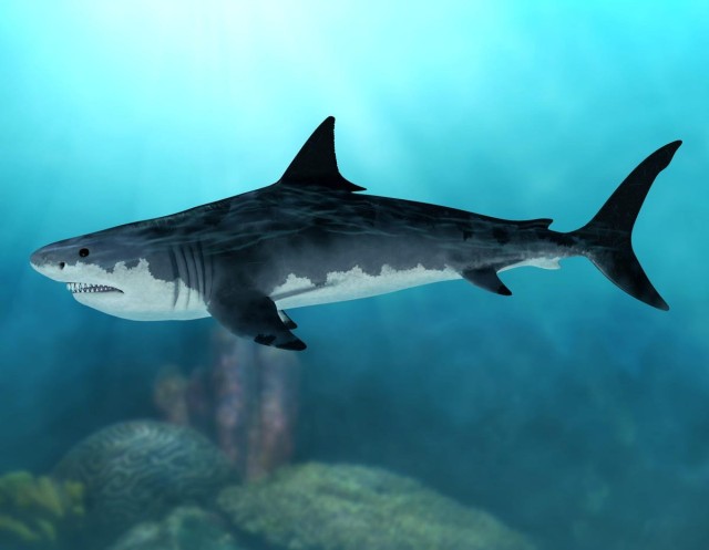No Surprise - Megalodon Was Top Dog In Our Oceans