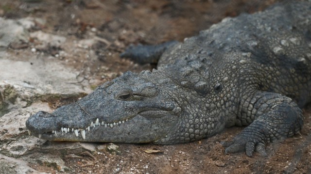 A Crocodile Just Attacked Tourists in Mexico. Again.