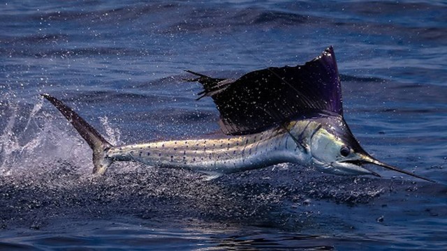 Sailfish leaps out of water, attacking 70-year-old woman off Florida coast