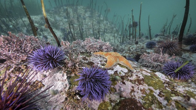 How heat waves and urchins stress out kelp forests