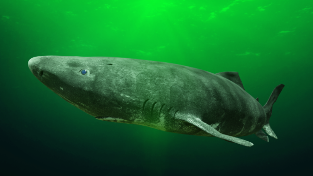Scientists discover ancient shark swimming in a really strange place