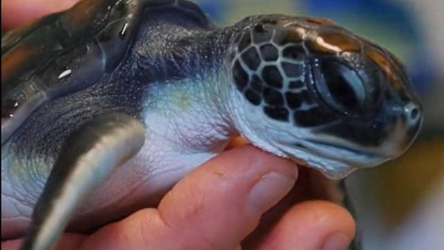 Rescued Australia turtle pooped plastic for 6 days: ‘Luck was on his side, he excreted all of it out’