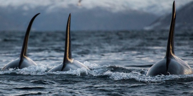 Orcas sink a sailboat and ram another on the same morning. Scientists look for answers, reports say