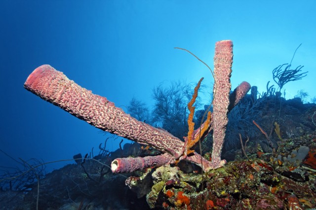 Marine Sponges ‘Sneeze’ to Expel Waste