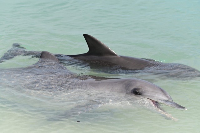 Male dolphins form alliances to help each other pick up mates