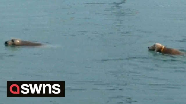 Pet dog and wild seal spotted playing together in Irish harbour