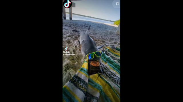 Bull shark found ‘defiled’ on beach with sunglasses. Florida officials investigate