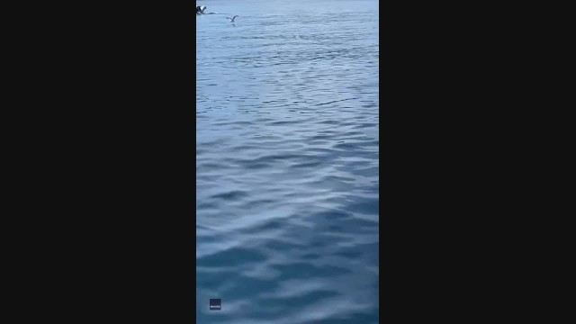 Sea Lion Jumps on Boat in Attempt to Escape Orcas in British Columbia