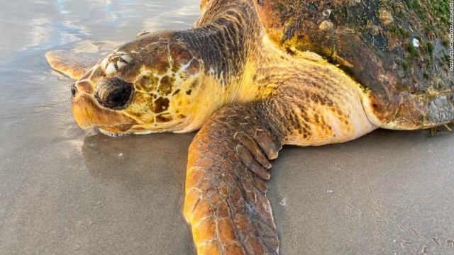 Hundreds of sea turtles are stranding on a Texas beach. Officials don't know why