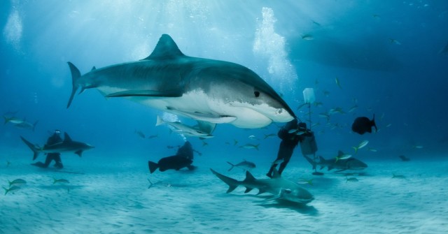 DEMA Industry Alert: Proposed Shark Feeding Restriction Threatens Shark Diving in the U.S. - DiveNewswire