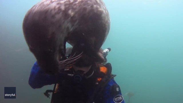 Seal Arrives On Cue for Adorable Underwater Moment With Diver