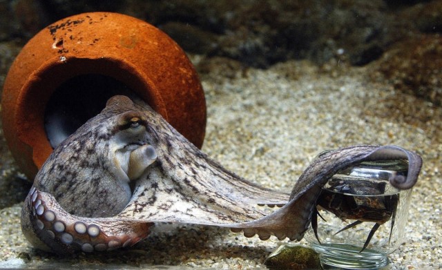 Octopus farming? This extraordinary and intelligent animal should stay in the ocean – Philip Lymbery