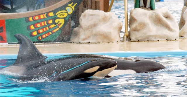 SeaWorld trainer dragged underwater by killer whale during 10-minute hell