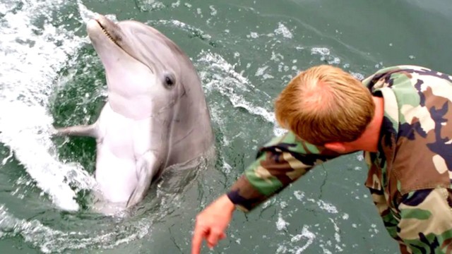 The U.S. Navy Has Been Employing Dozens of Dolphins and Sea Lions for More Than 60 Years