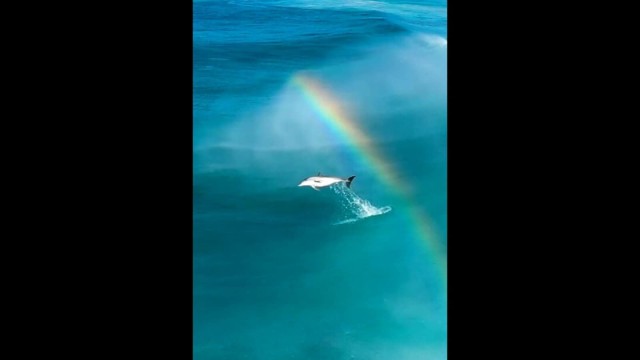 Old video of Dolphin jumping over a rainbow goes viral. Watch mesmerising clip