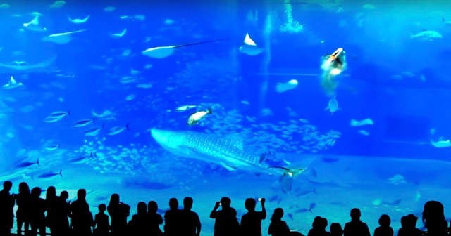 Dramatic Fish Death at Aquarium Shows Risk of Using Camera Flash