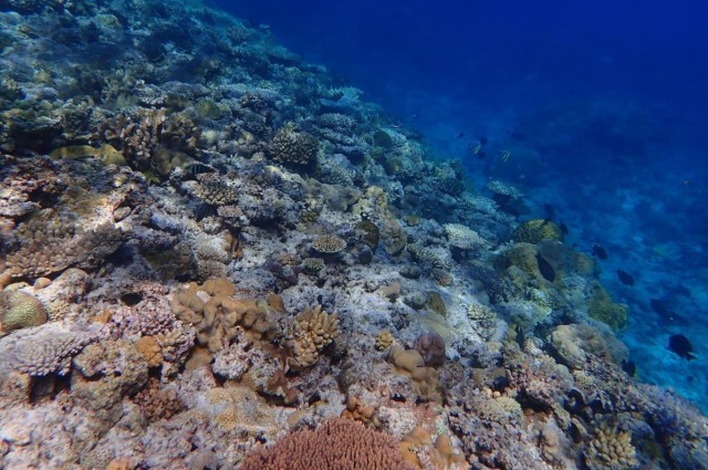 Majority of coral reefs examined suffer from low oxygen levels, study says